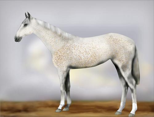 Horse Image