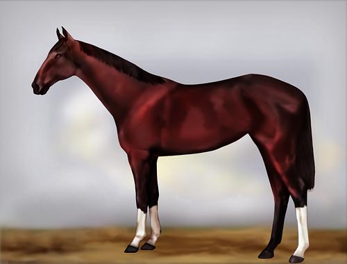 Horse Image