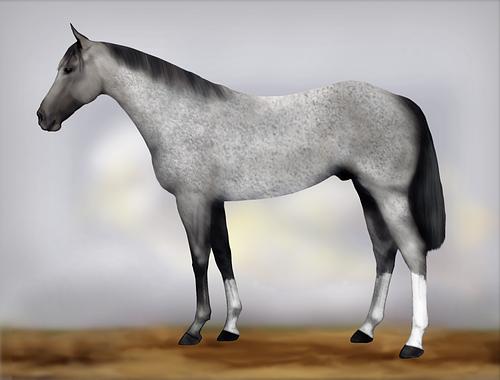 Horse Image