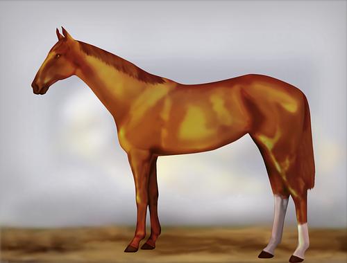 Horse Image