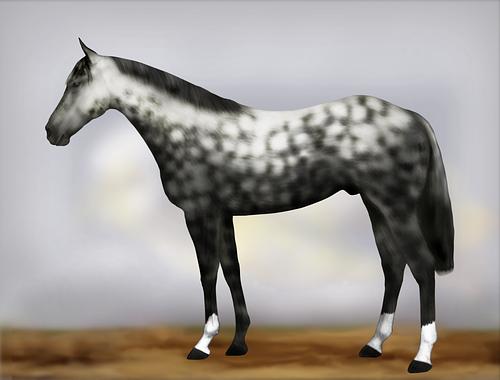 Horse Image
