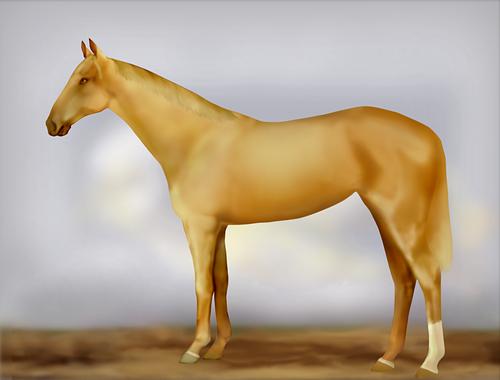 Horse Image