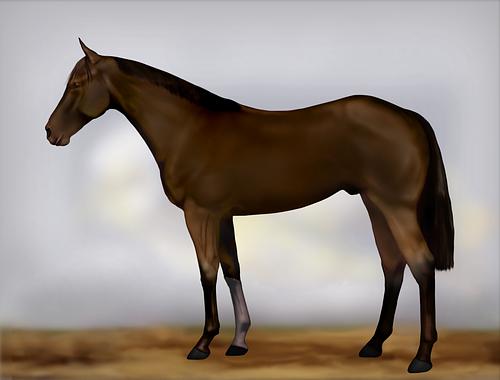 Horse Image