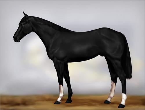Horse Image