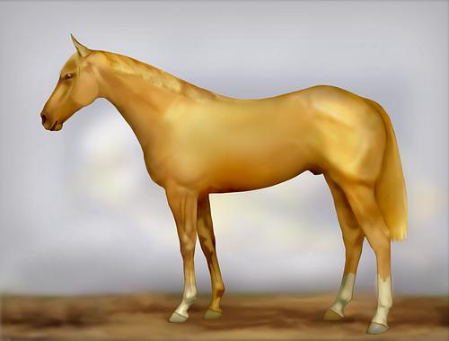 Horse Image