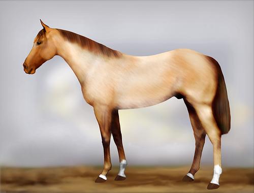 Horse Image