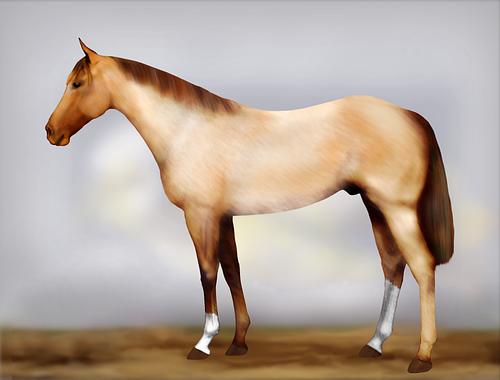 Horse Image