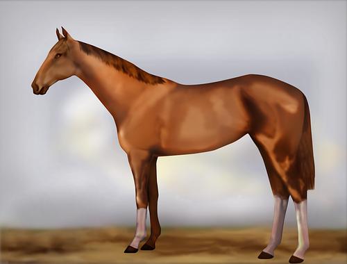 Horse Image