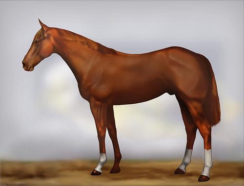Horse Image