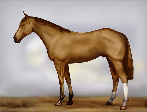Horse Image