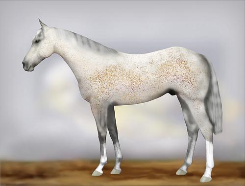 Horse Image