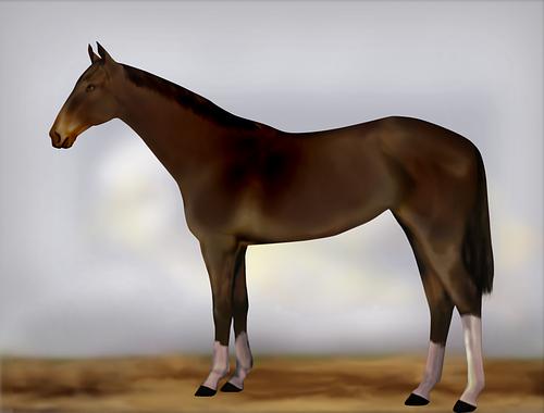 Horse Image
