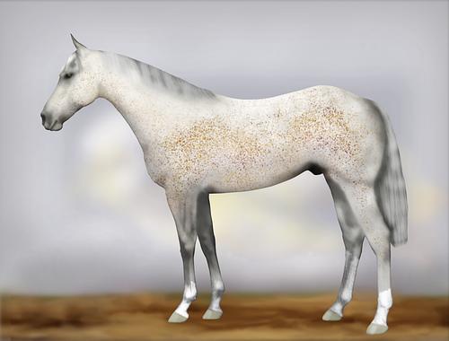 Horse Image