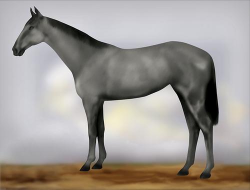 Horse Image