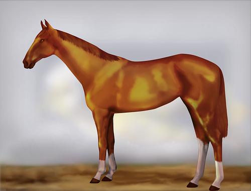 Horse Image