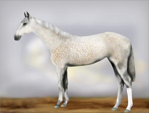 Horse Image