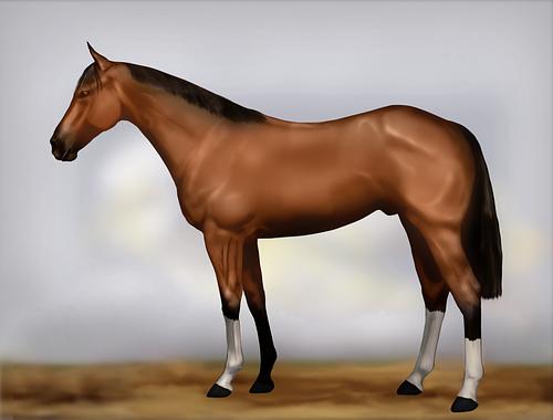 Horse Image