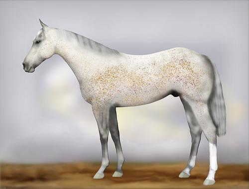 Horse Image