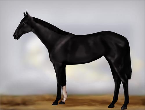 Horse Image