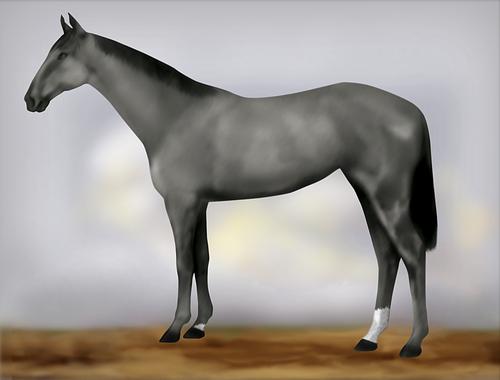 Horse Image