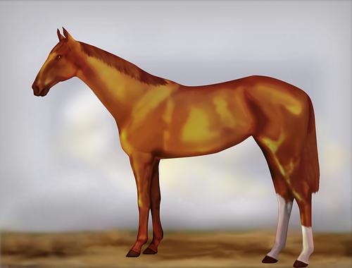 Horse Image