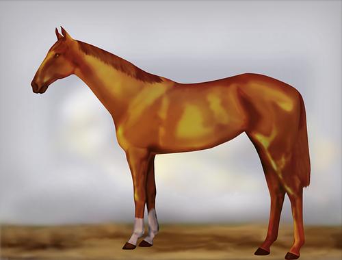 Horse Image