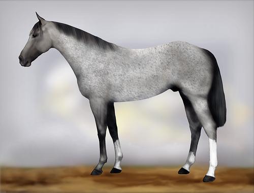 Horse Image