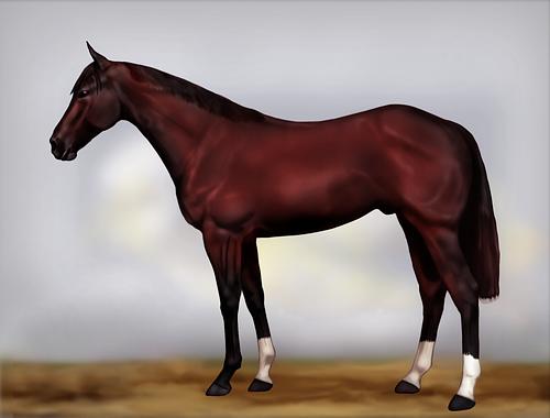 Horse Image