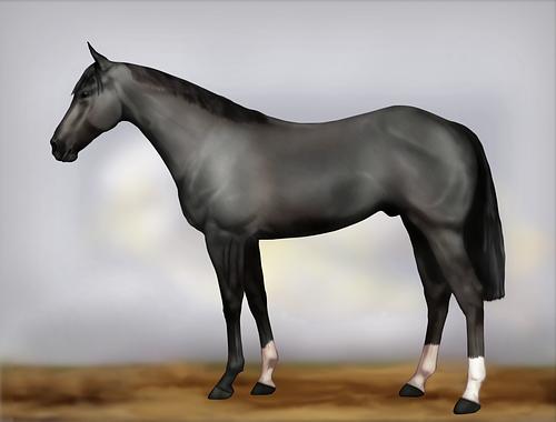 Horse Image