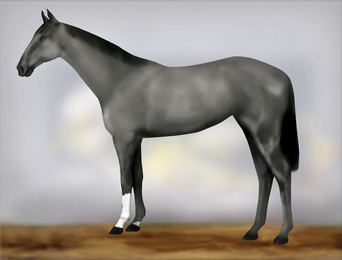 Horse Image