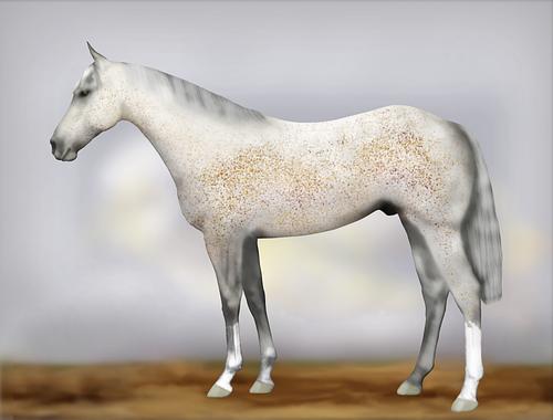 Horse Image