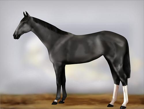 Horse Image