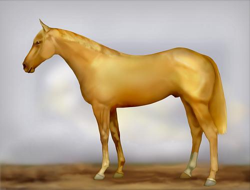 Horse Image
