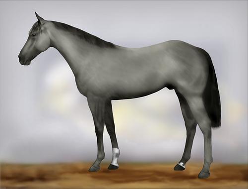 Horse Image