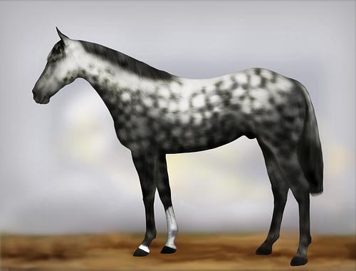 Horse Image