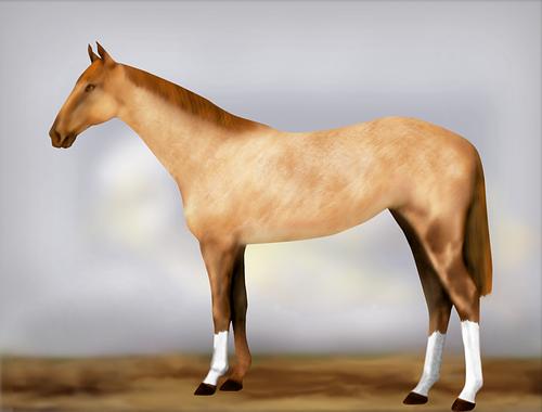 Horse Image