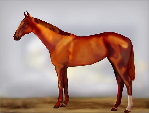 Horse Image