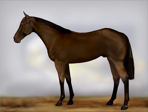 Horse Image