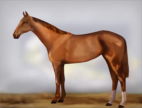Horse Image