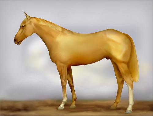 Horse Image