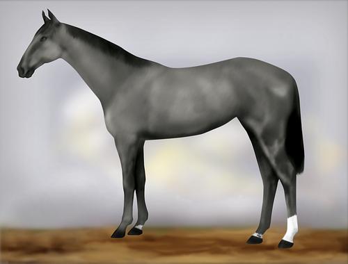 Horse Image