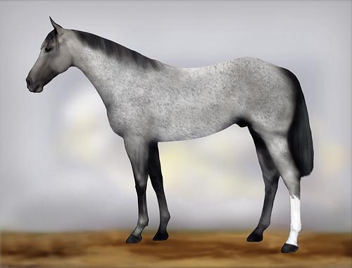 Horse Image