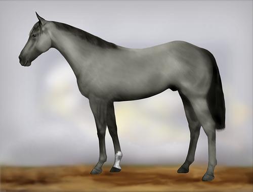 Horse Image