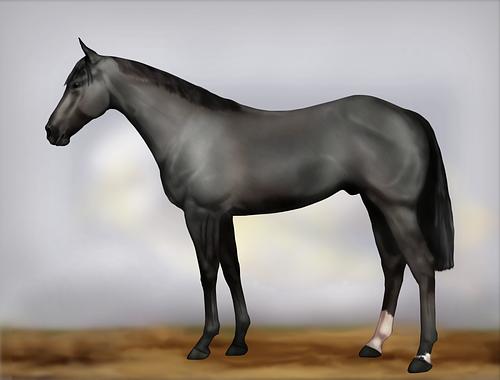 Horse Image