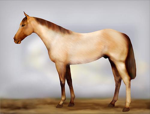 Horse Image