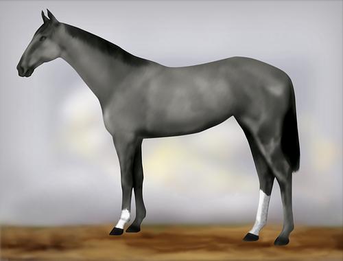 Horse Image