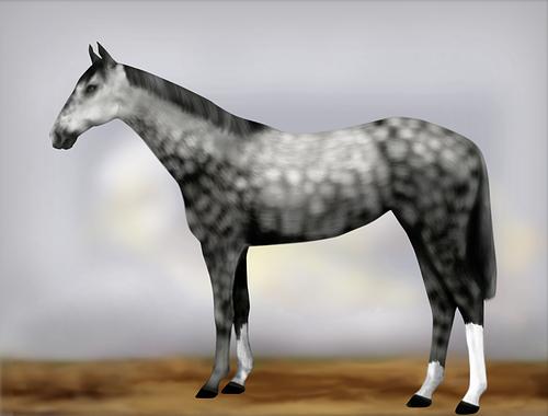 Horse Image