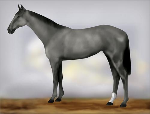 Horse Image
