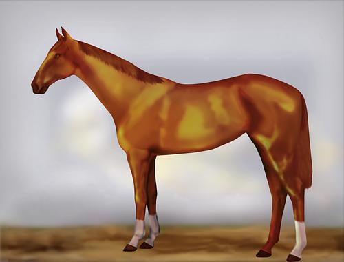 Horse Image