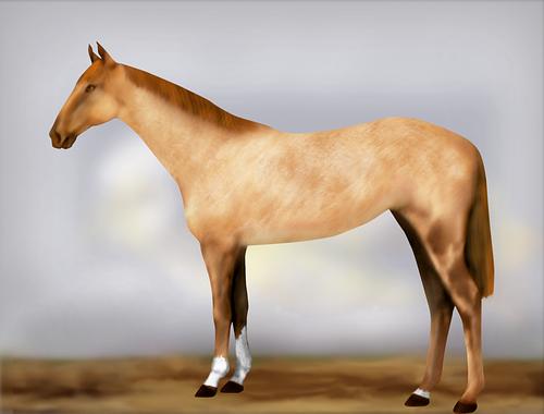 Horse Image